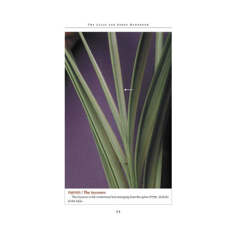 The Lulav and Esrog Handbook - Hardcover | Sukkot | Judaica