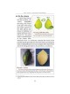 The Lulav and Esrog Handbook - Hardcover | Sukkot | Judaica