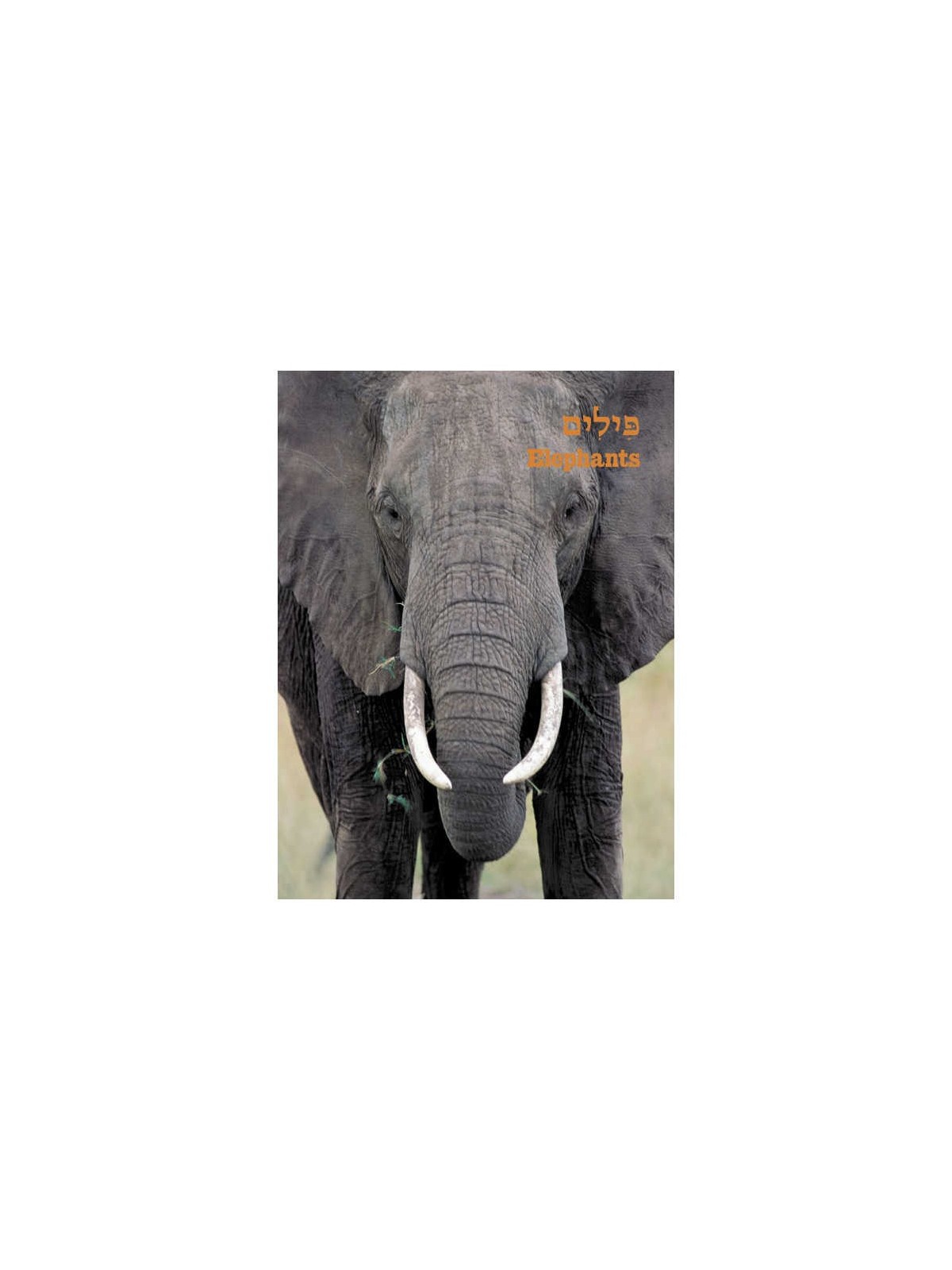 Take Me To The Zoo - Hardcover | Books | Judaica