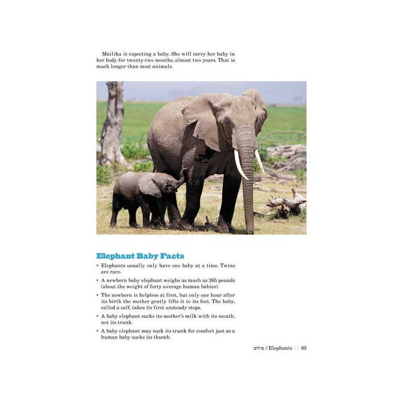 Take Me To The Zoo - Hardcover | Books | Judaica