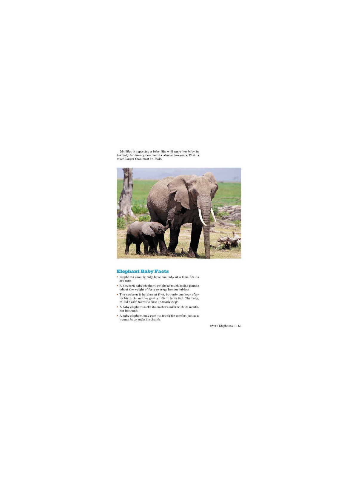 Take Me To The Zoo - Hardcover | Books | Judaica