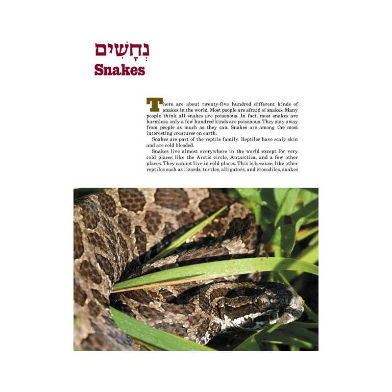 Take Me To The Zoo - Hardcover | Books | Judaica