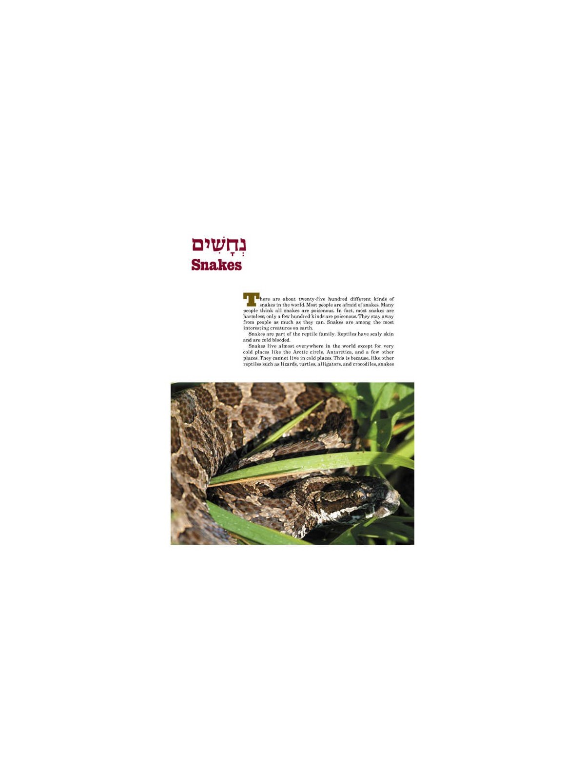 Take Me To The Zoo - Hardcover | Books | Judaica