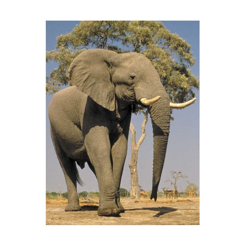 Take Me To The Zoo - Hardcover | Books | Judaica