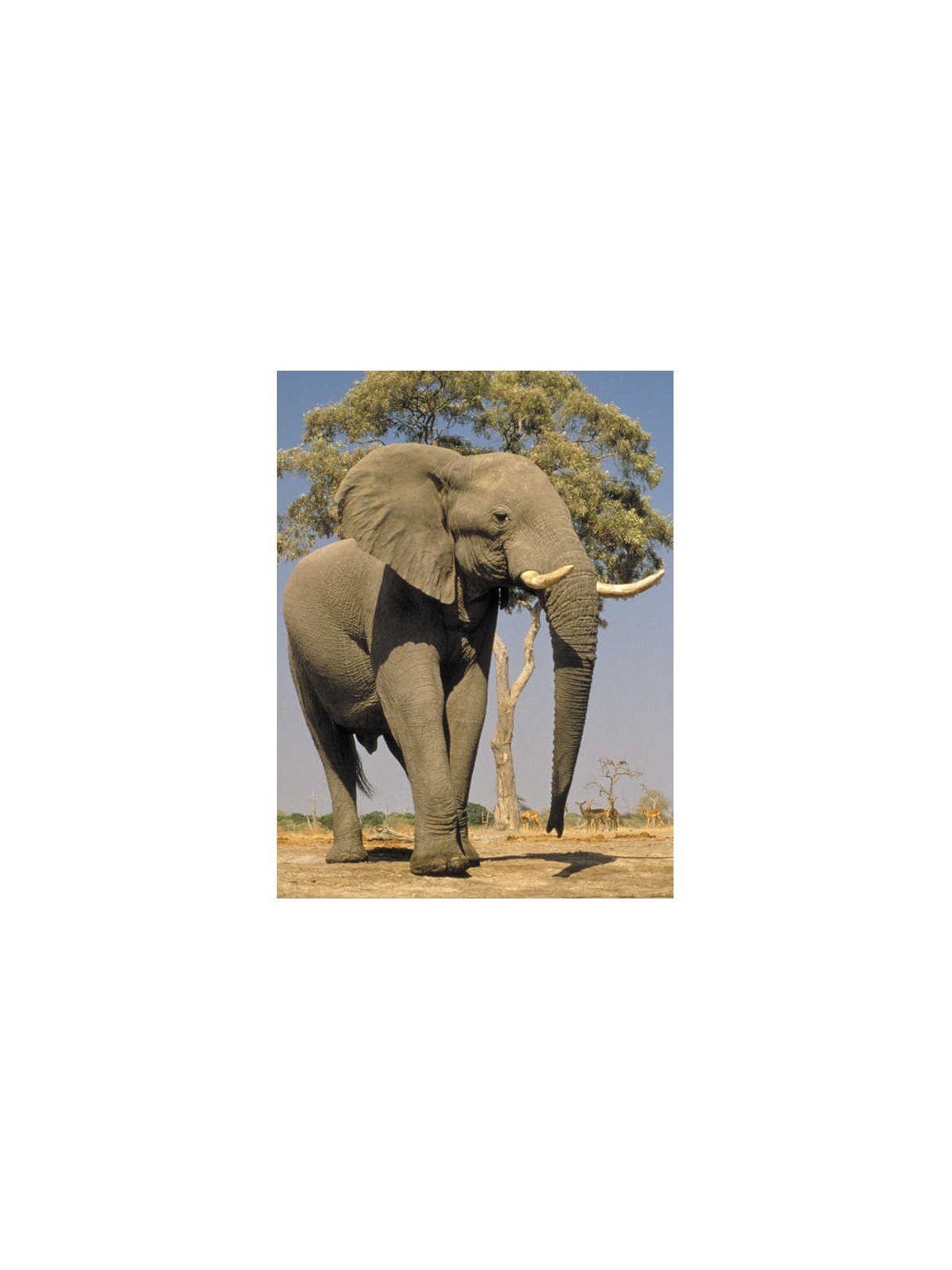 Take Me To The Zoo - Hardcover | Books | Judaica