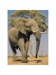 Take Me To The Zoo - Hardcover | Books | Judaica