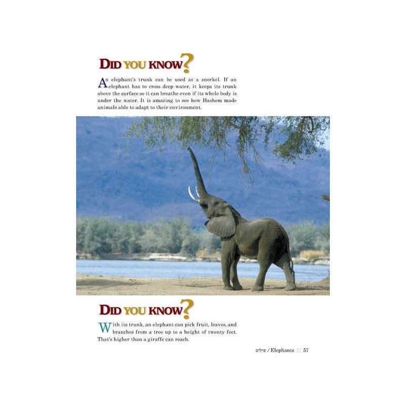 Take Me To The Zoo - Hardcover | Books | Judaica