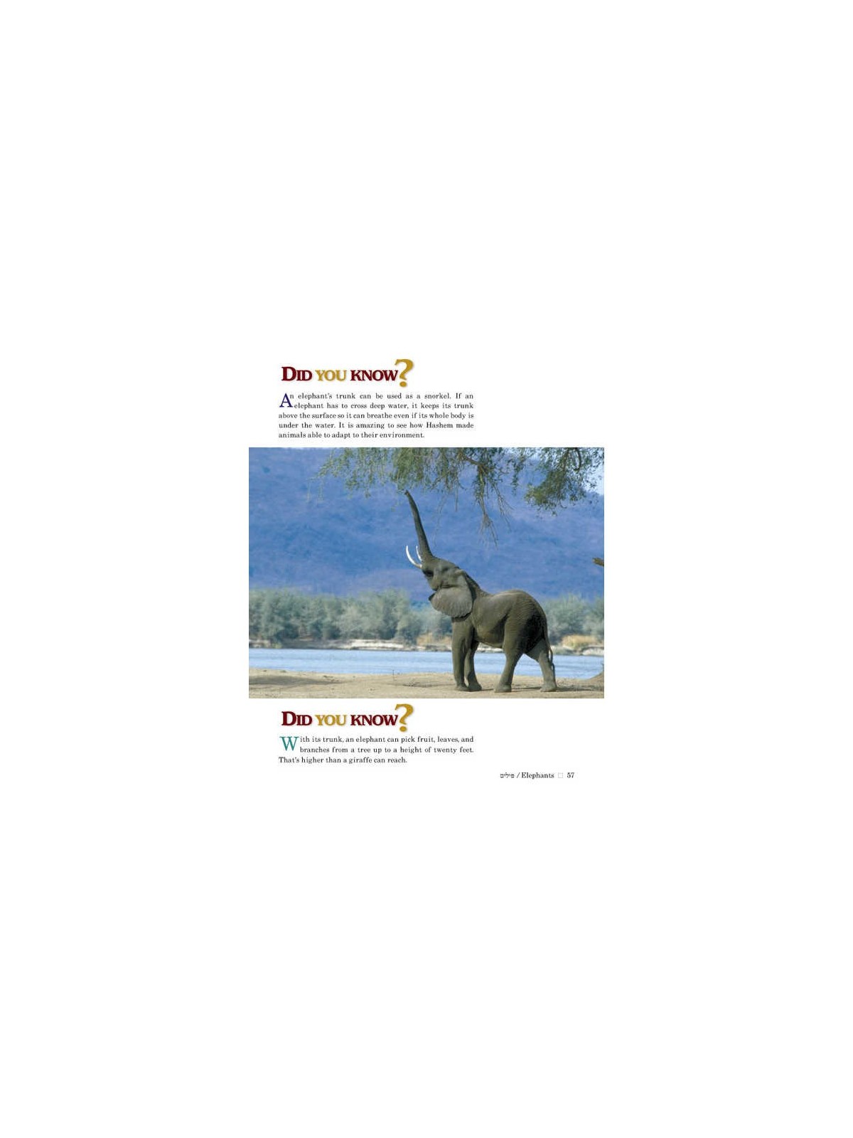 Take Me To The Zoo - Hardcover | Books | Judaica