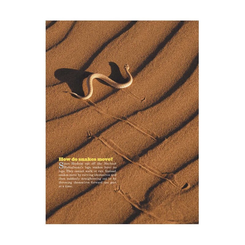 Take Me To The Zoo - Hardcover | Books | Judaica