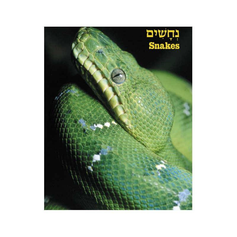 Take Me To The Zoo - Hardcover | Books | Judaica
