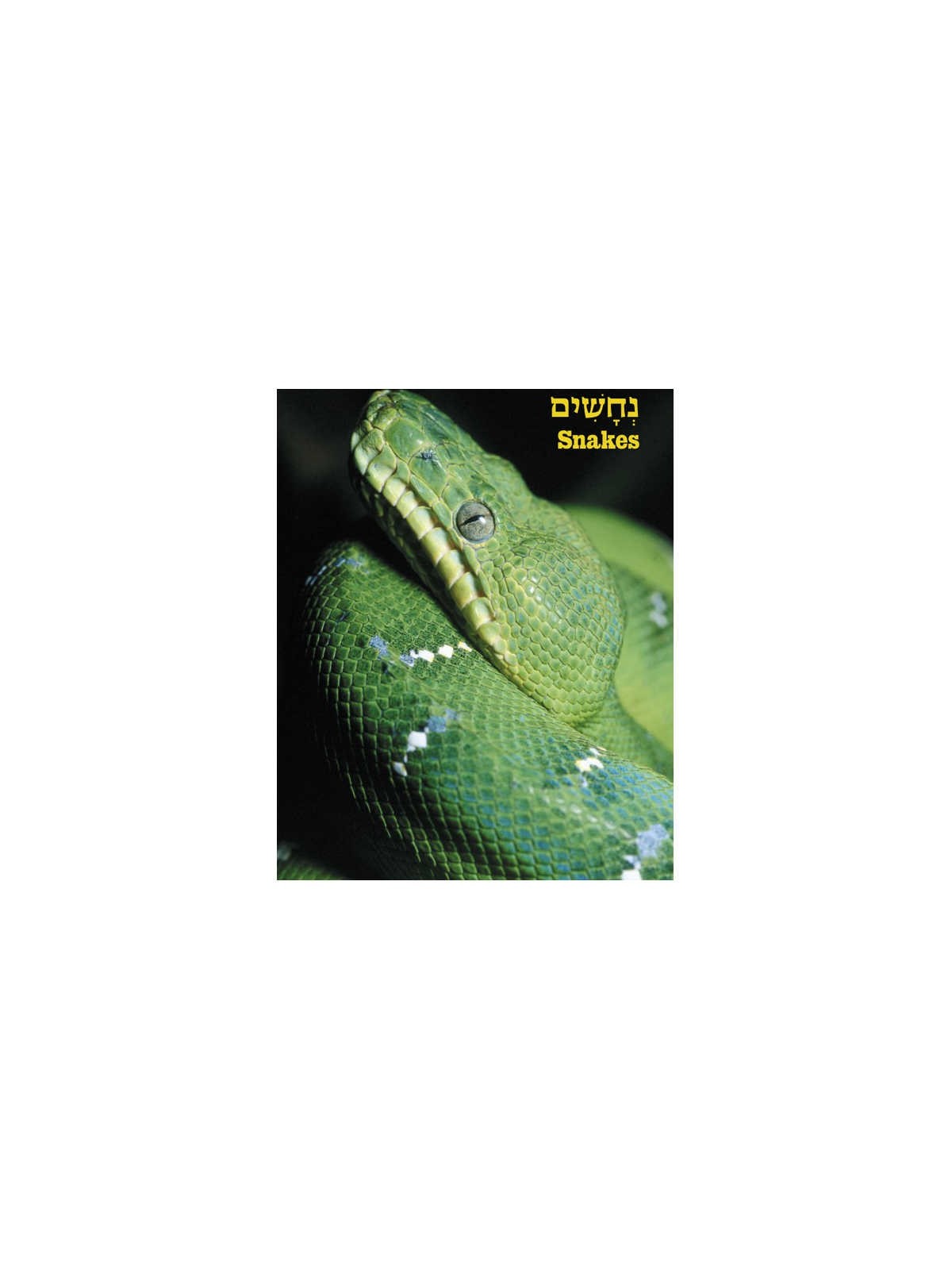 Take Me To The Zoo - Hardcover | Books | Judaica