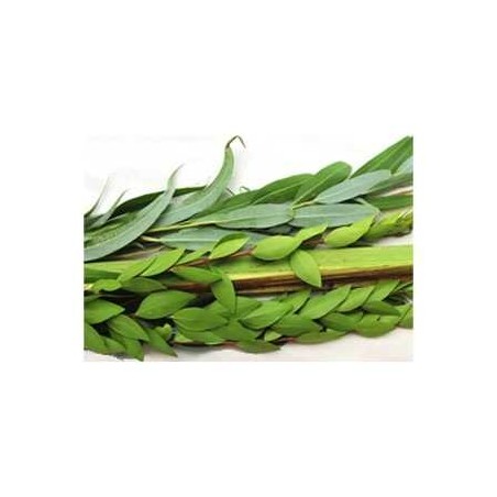 Extra Set of Hadassim and Aravot | Sukkot | Judaica
