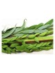 Extra Set of Hadassim and Aravot | Sukkot | Judaica