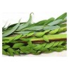 Extra Set of Hadassim and Aravot | Sukkot | Judaica