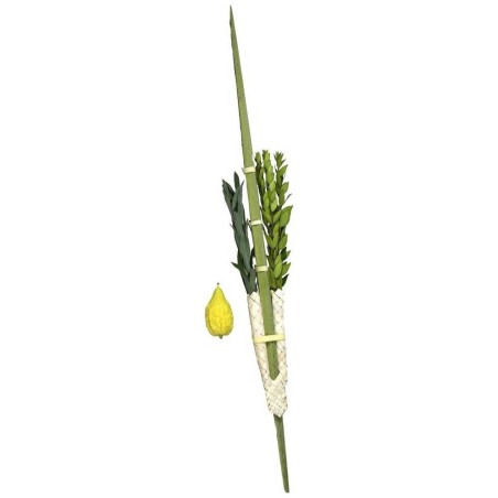 Lulav and Etrog From Israel - With Pitom | Sukkot | Judaica