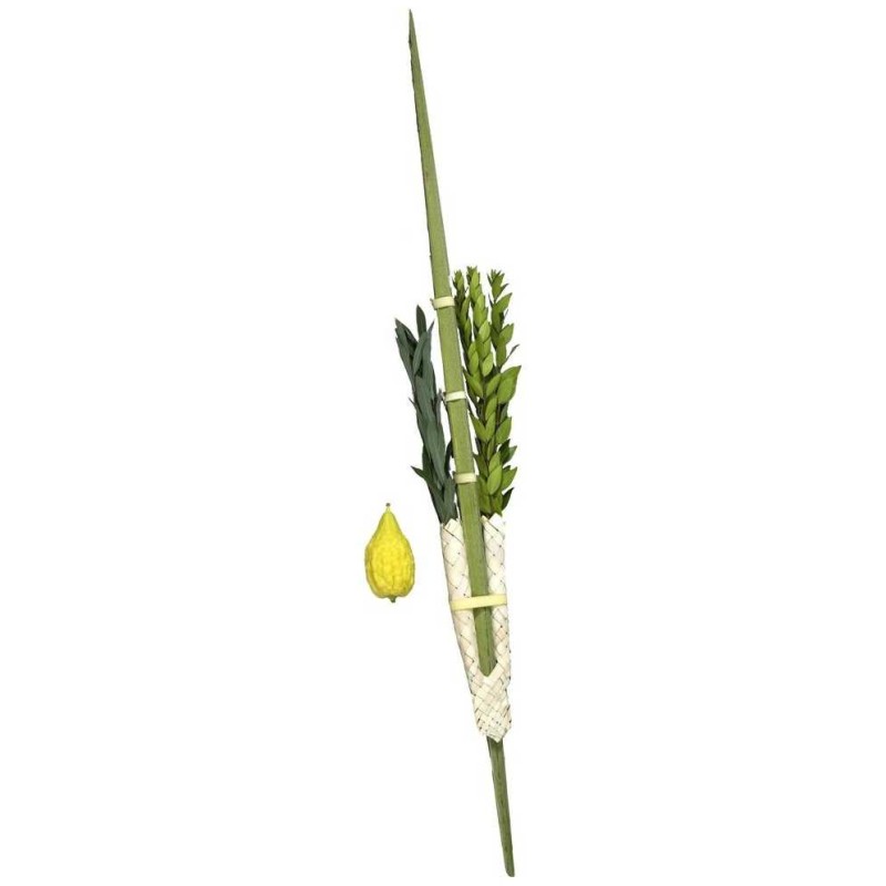 Loulav et Etrog d'Israël - Pas de Pitom | Souccot | Judaïca