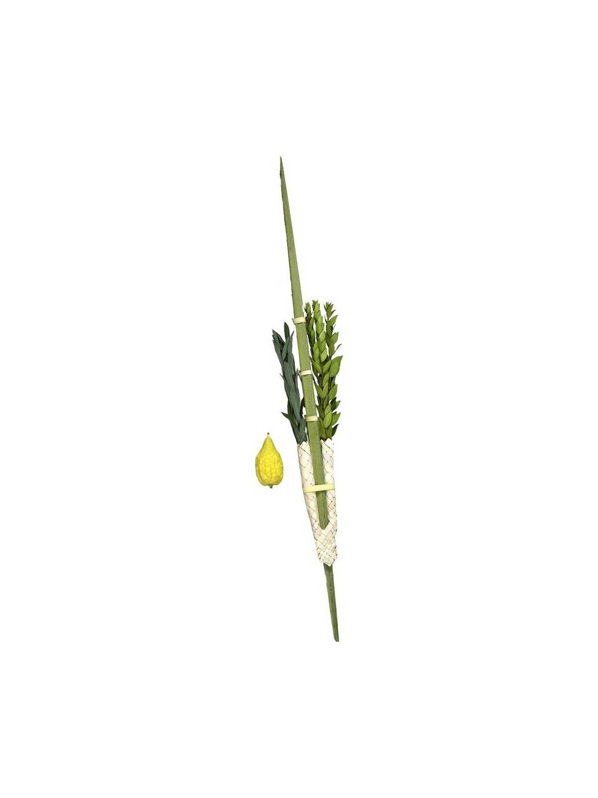 Lulav and Etrog From Israel - No Pitom | Sukkot | Judaica