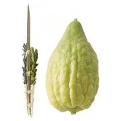 Yanover Etrog & Lulav Set - No Pitom | Sukkot | Judaica