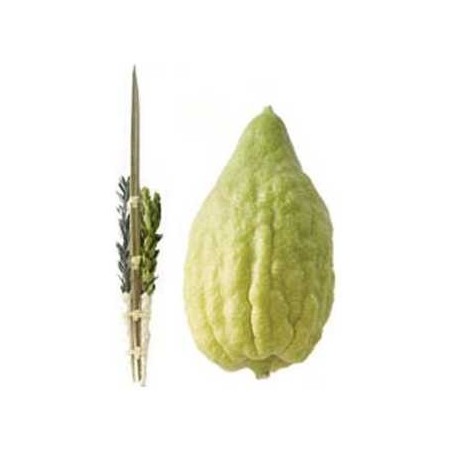 Yanover Etrog & Lulav Set - No Pitom | Sukkot | Judaica