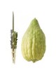 Yanover Etrog & Lulav Set - No Pitom | Sukkot | Judaica