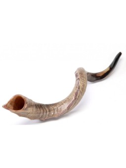 Nostalgie Couronne Design Yéménite Shofar Naturel | Shofars yéménites