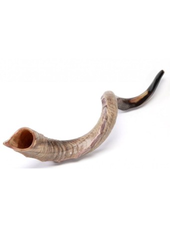 Nostalgie Couronne Design Yéménite Shofar Naturel | Shofars yéménites