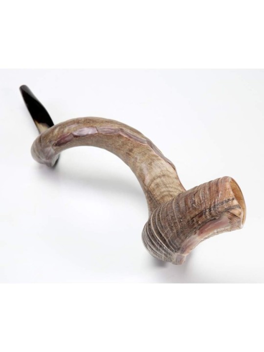 Nostalgie Couronne Design Yéménite Shofar Naturel | Shofars yéménites
