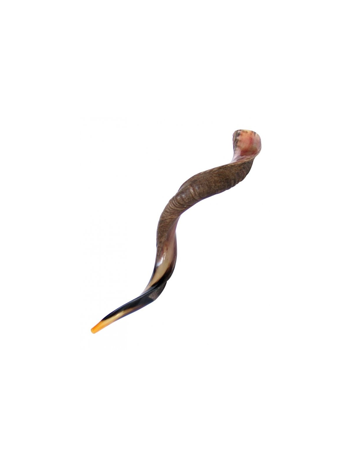 Extra Large Yéménite Kudu Shofar Demi-Poli Hal... | Offres spéciales