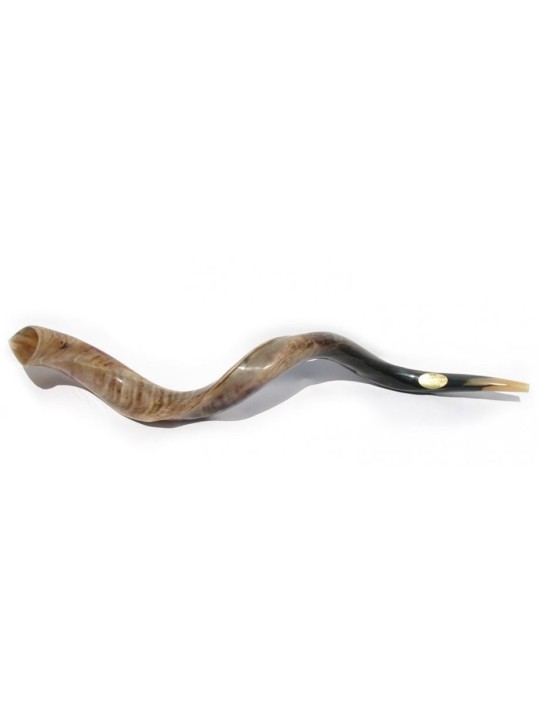 Extra Large Shofar Yéménite Kudu Poli | Meilleures ventes