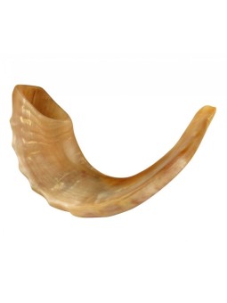 Shofar en corne de bélier moyen poli | Meilleures ventes