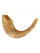 Shofar en corne de bélier moyen poli | Meilleures ventes