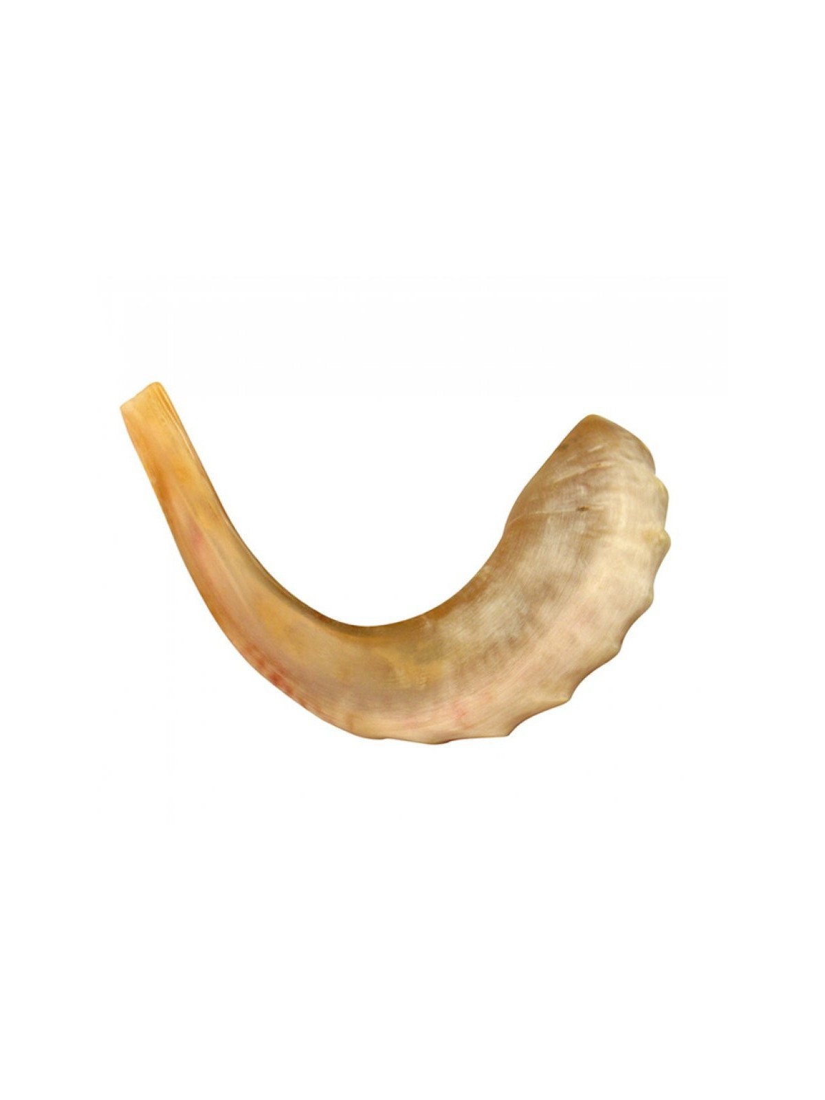 Shofar en corne de bélier moyen poli | Meilleures ventes