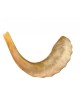 Shofar en corne de bélier moyen poli | Meilleures ventes