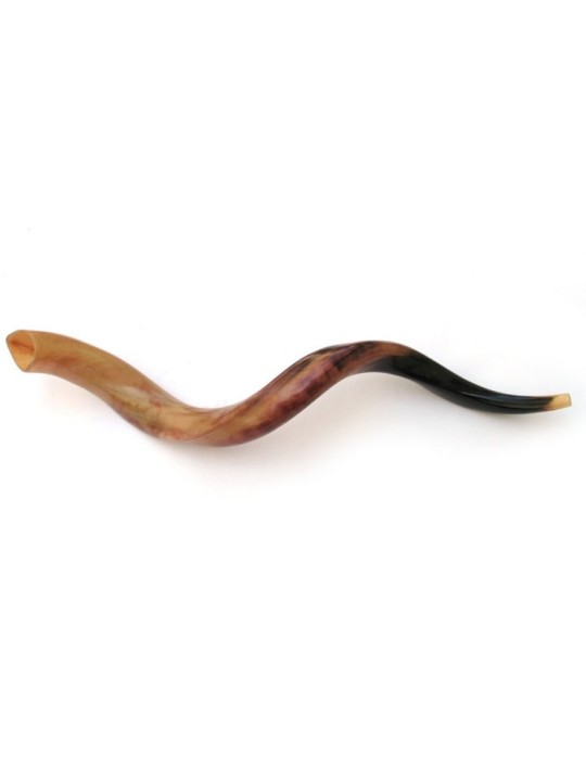 Grand Shofar poli yéménite | Shofars yéménites