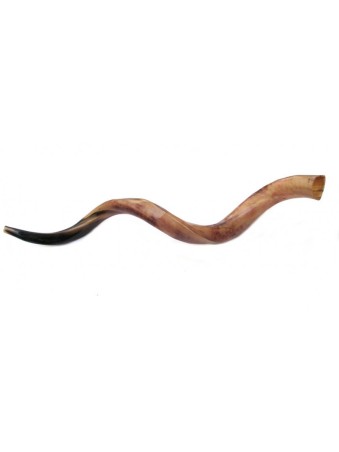 Shofar poli yéménite géant | Shofars yéménites