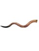 Shofar poli yéménite géant | Shofars yéménites