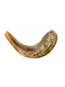 Petit Shofar en corne de bélier pour enfants Couleurs claires | Shofars en corne de bélier