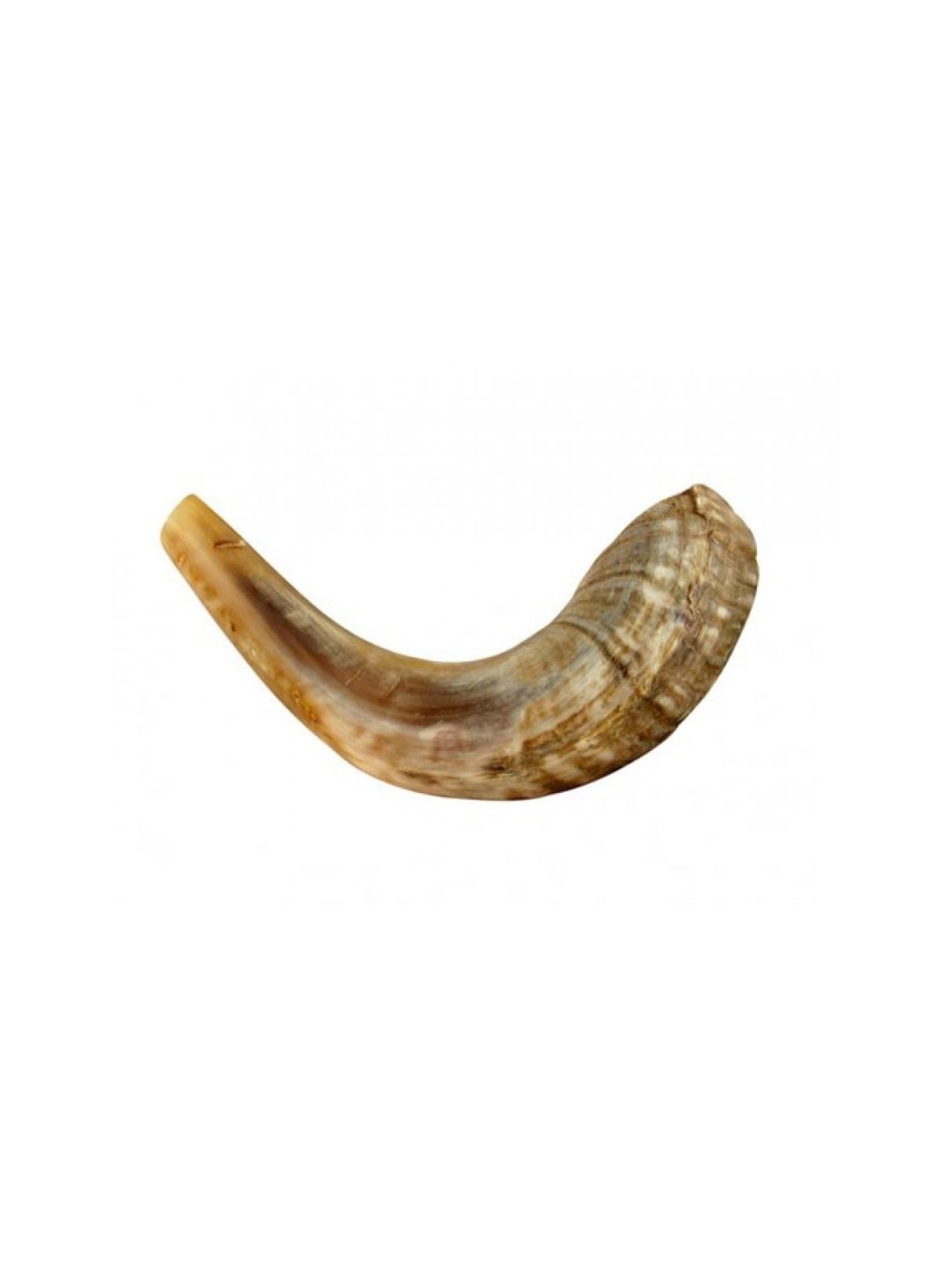 Petit Shofar en corne de bélier pour enfants Couleurs claires | Shofars en corne de bélier