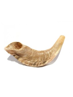 Rams Small Horn Shofar Natural Finish | ראמס הורן שופרס