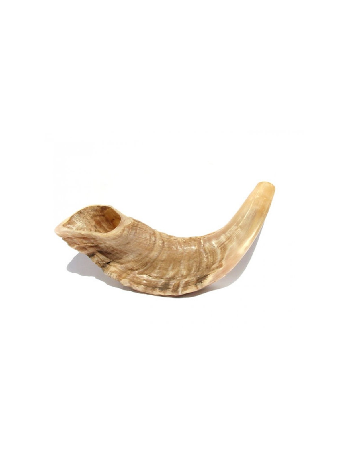 Petit Shofar en corne de bélier finition naturelle | Shofars en corne de bélier