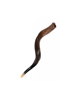 Shofar yéménite moyen finition naturelle | Shofars yéménites