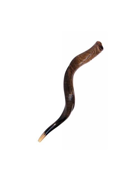 Shofar yéménite moyen finition naturelle | Shofars yéménites