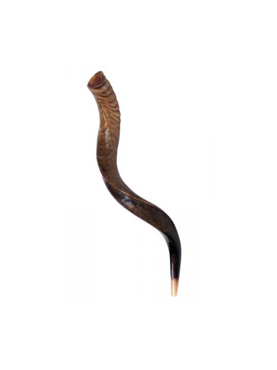 Shofar yéménite moyen finition naturelle | Shofars yéménites
