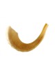 Grand Shofar casher en corne de bélier poli fabriqué en... | Shofars en corne de bélier