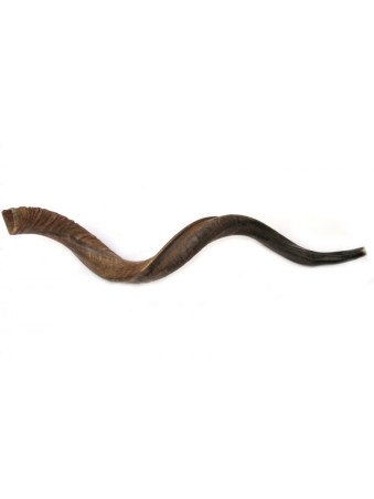 Shofar naturel yéménite géant | Shofars yéménites