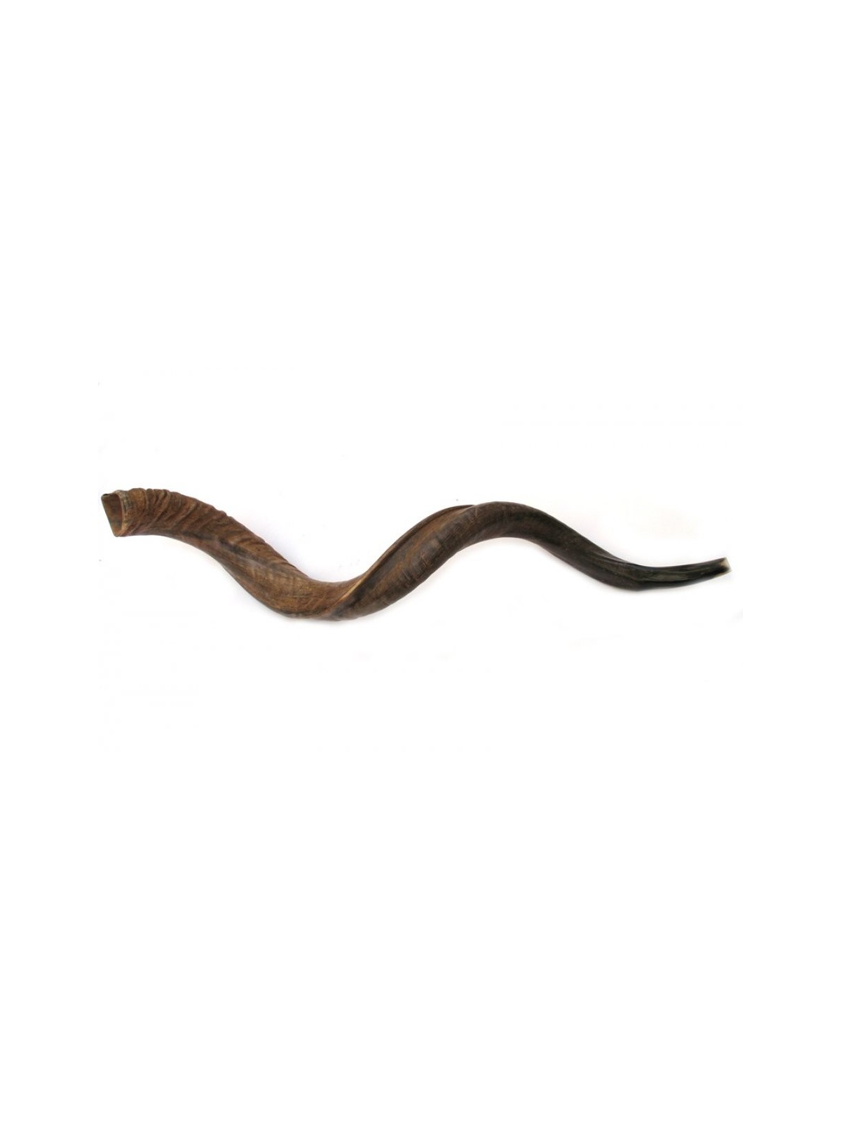Shofar naturel yéménite géant | Shofars yéménites