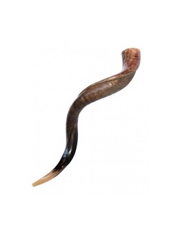 Large Yemenite Kudu Shofar Half Polished Half Na... | Yemenite Shofars