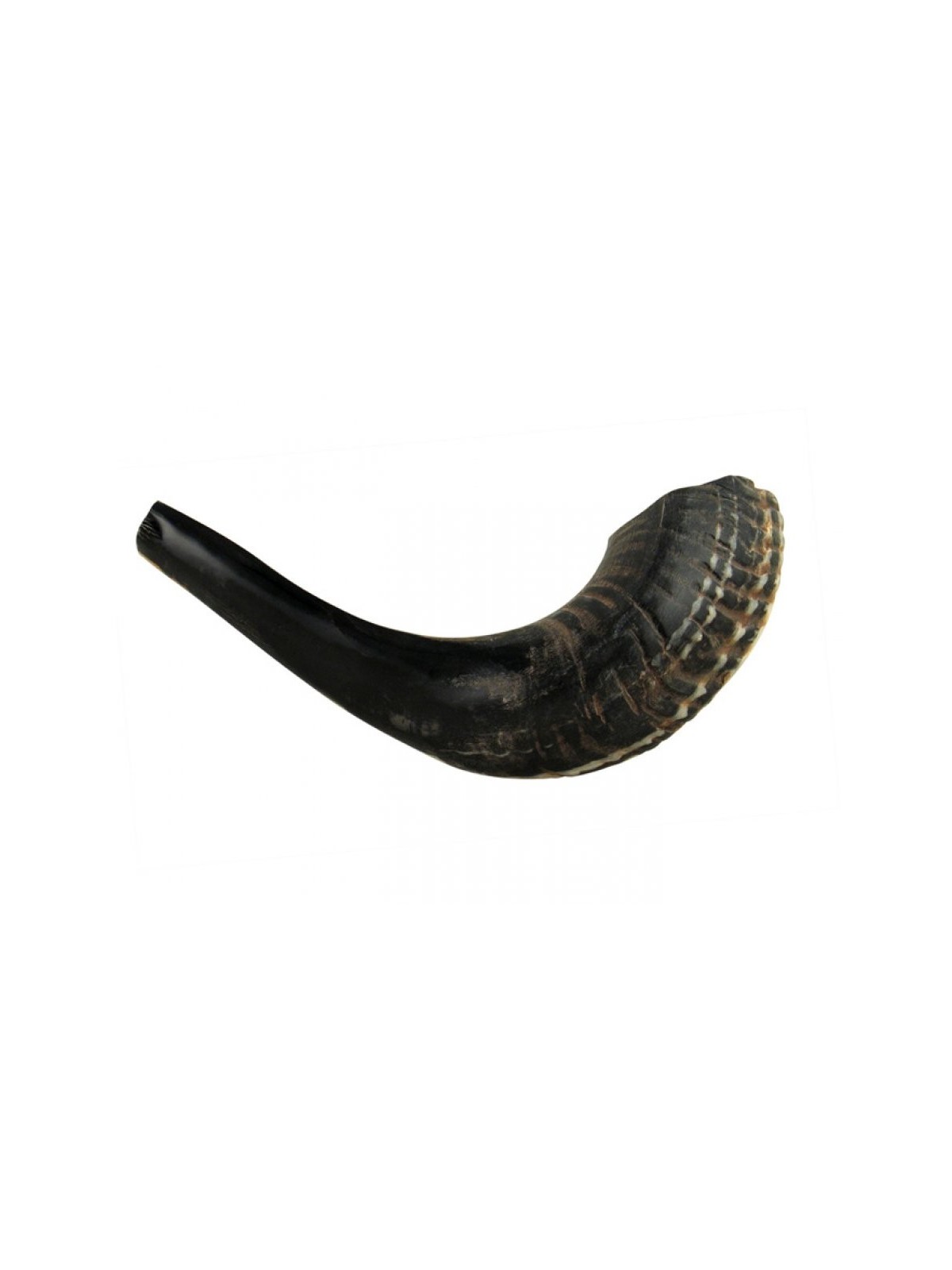 Petit Shofar en Corne de Bélier Noir Naturel | Shofars en corne de bélier