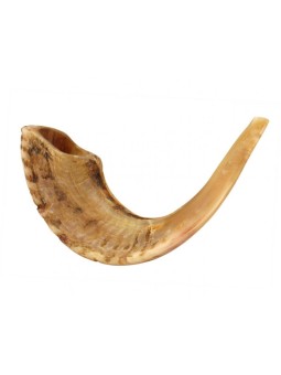 Grand Shofar en Corne de Bélier avec Nuances Claires Natura... | Shofars en corne de bélier