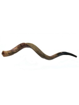 Shofar yéménite géant à moitié poli, à moitié naturel | Shofars yéménites